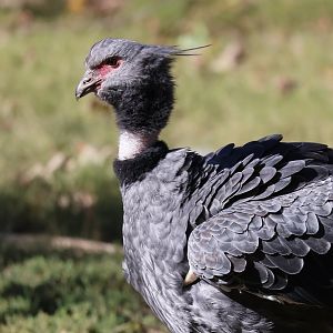 Crested Screamer