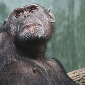 Chimpanzee
