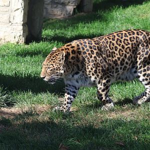 Amur Leopard