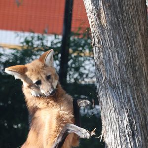 Maned Wolf scratching tree