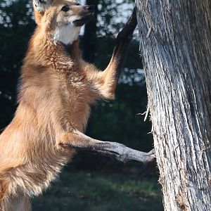 Maned Wolf