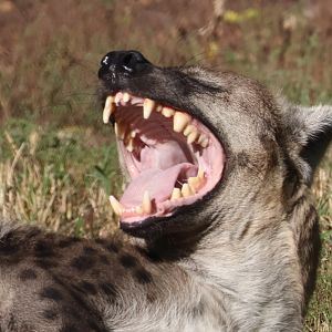 my what big teeth you have!