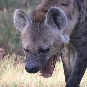 Spotted Hyena Yawning