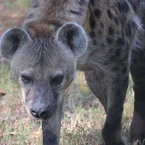 Spotted Hyena