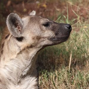 Spotted Hyena