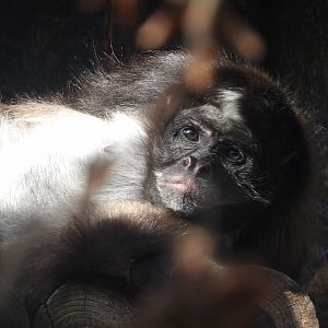 Variegated Spider Monkey (Ateles hybridus)