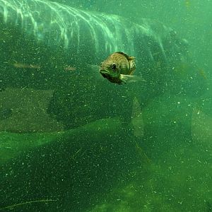 Tilapia gets the spotlight