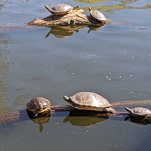 China - Turtles