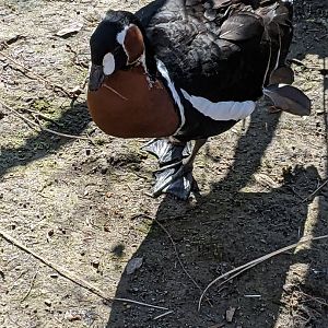 China - Red-Breasted Goose