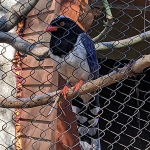 China - Red-Billed Blue Magpie