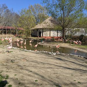 Lesser & Chilean Flamingos