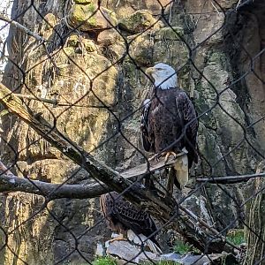 Northwest Passage - Bald Eagle