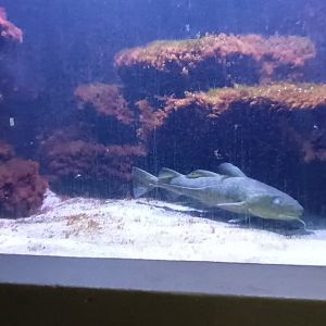 Second Northeast Atlantic and North Sea Tank