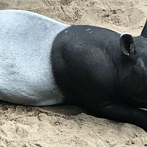 Malayan Tapir from JungleWorld