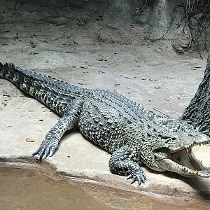 Cuban Crocodile from World of Reptiles