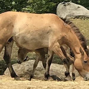 Przewalski’s Horse and Foal