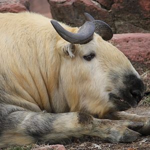 Takin (Budorcas taxicolor)