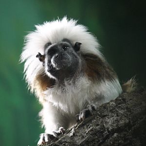 Cotton-top Tamarin (Saguinus oedipus)