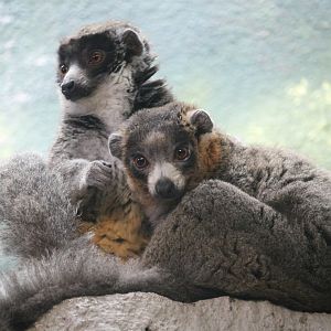 Mongoose lemur pair