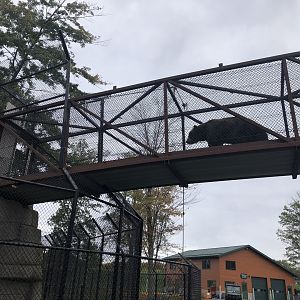 Bear Crossing Bridge