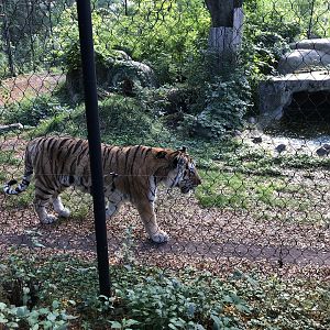 Amur Tiger