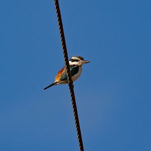 Red-backed Kingfisher