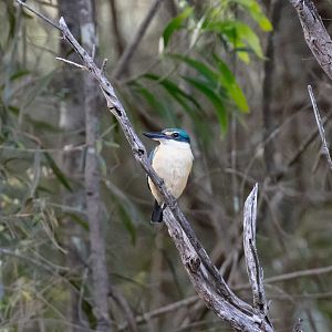 Sacred Kingfisher