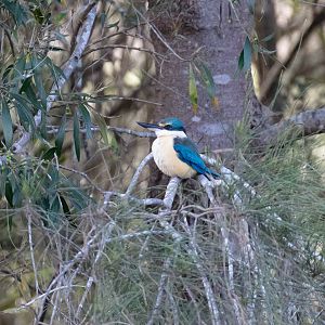 Sacred Kingfisher