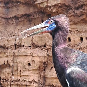 Abdim's Stork (Ciconia abdimii)