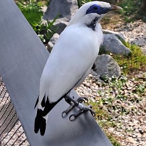 Bali Myna (Leucopsar rothschildi)