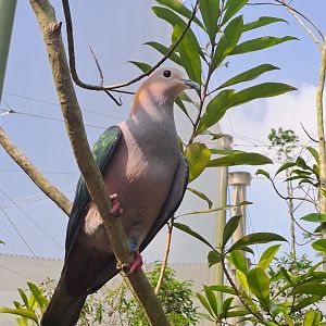 Chestnut-naped Imperial Pigeon (Ducula aenea paulina)