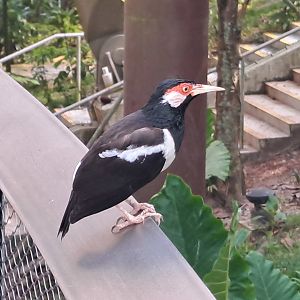 Javan Pied Myna (Gracupica jalla)
