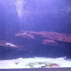 Third North east Atlantic and North Sea Tank