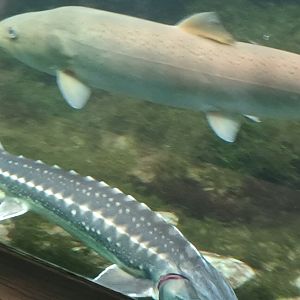 Huchen and Russian Sturgeon
