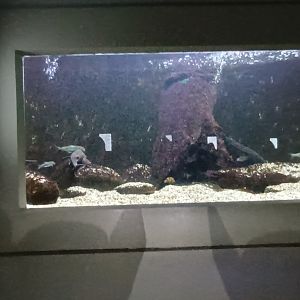 Native Freshwater special Fishes Tank