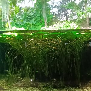 North America ancient Fishes Palaudarium