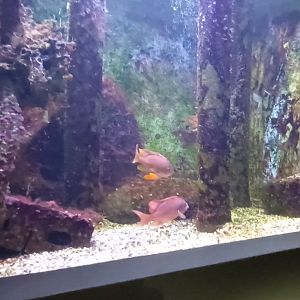 Mediteranean Sea Harems and Hermaphrodites Tank