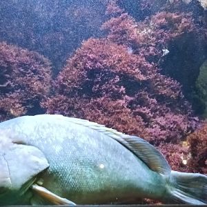 Second large Mediteranean Sea Tank