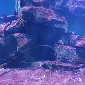 North east Pacific Tank