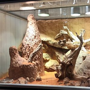 Pygmy Mulga Monitor Habitat