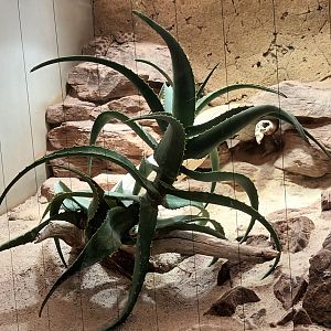 Desert horned Viper Habitat