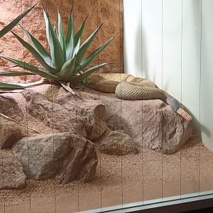 Mexican west coast Rattlesnake