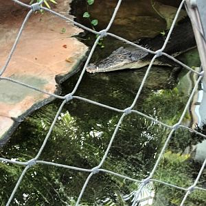 Frederick the male Saltwater Crocodile