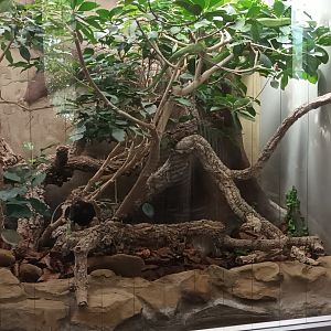 Rhinoceros Ratsnake Habitat