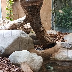 Burmese Python Habitat