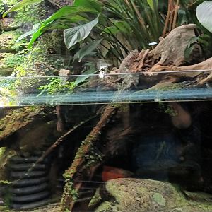 Water Dragons Palaudarium