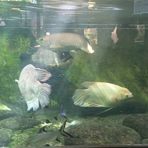 Asia Giants of Rivers and Lakes Tank