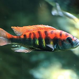 Nyerere's cichlid (Pundamilia nyererei)