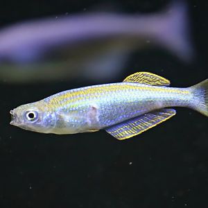 Tanganyika killifish (Lamprichthys tanganicanus)