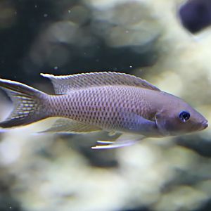 Cape Kapampa cichlid (Neolamprologus gracilis)